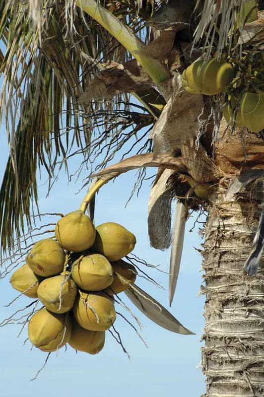 Virgin Coconut Oil from Kerala | Cold Pressed Oil
