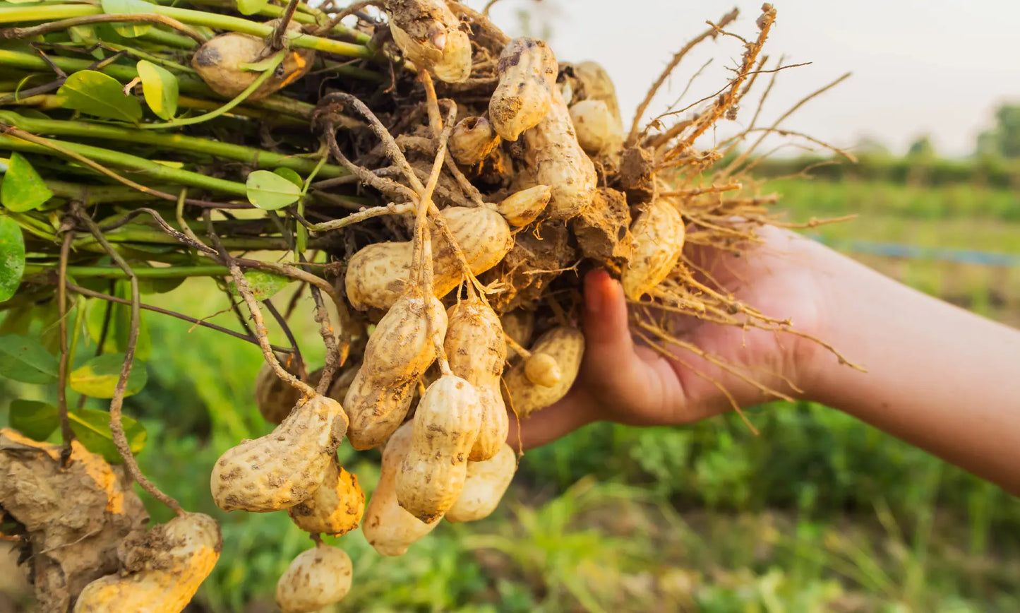 Groundnut Oil | Cold Pressed Oil