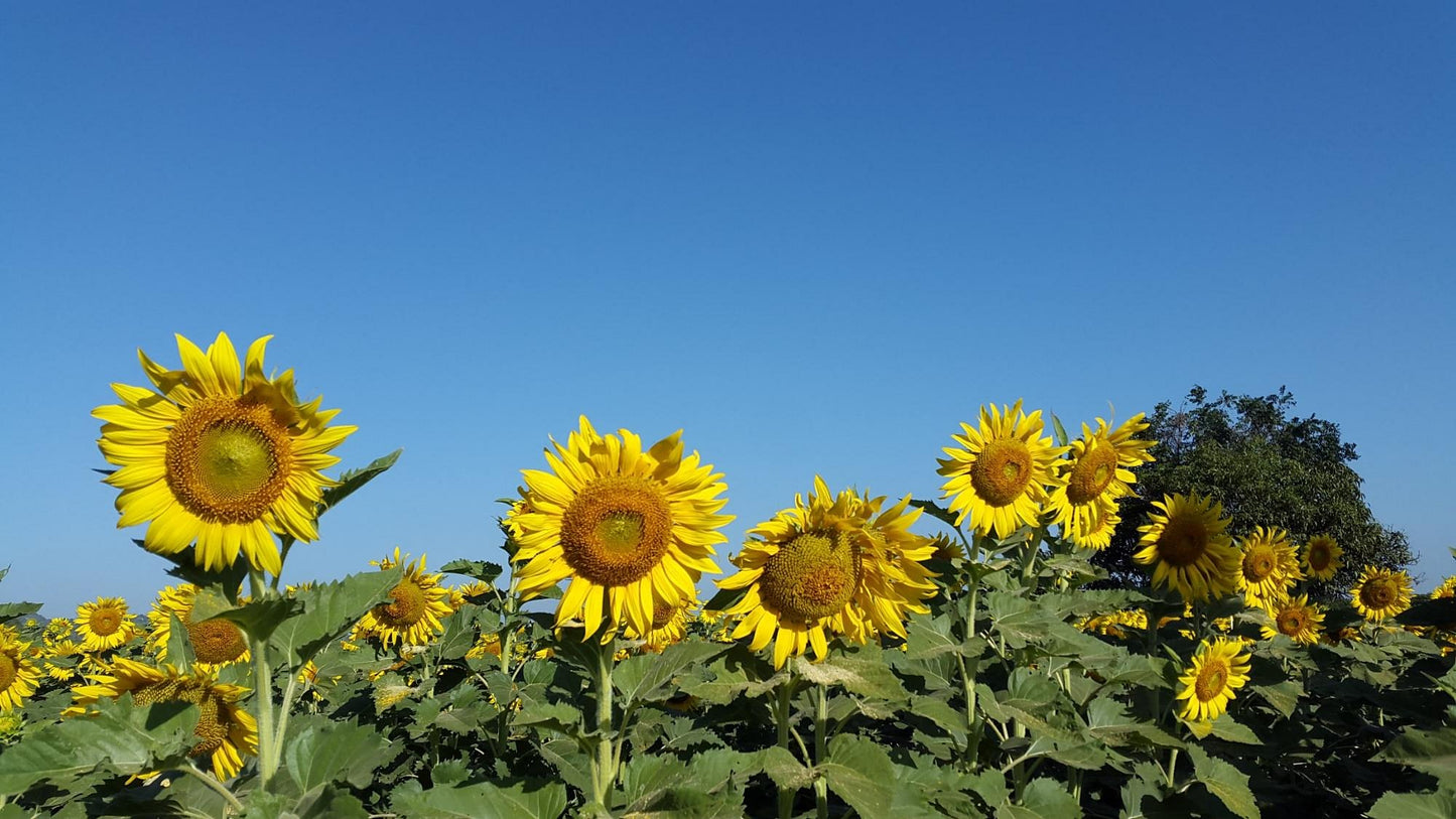 Sunflower Oil | Cold Pressed Oils