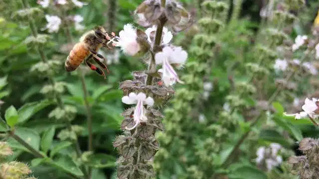 Tulsi Natural Honey | Organic Honey