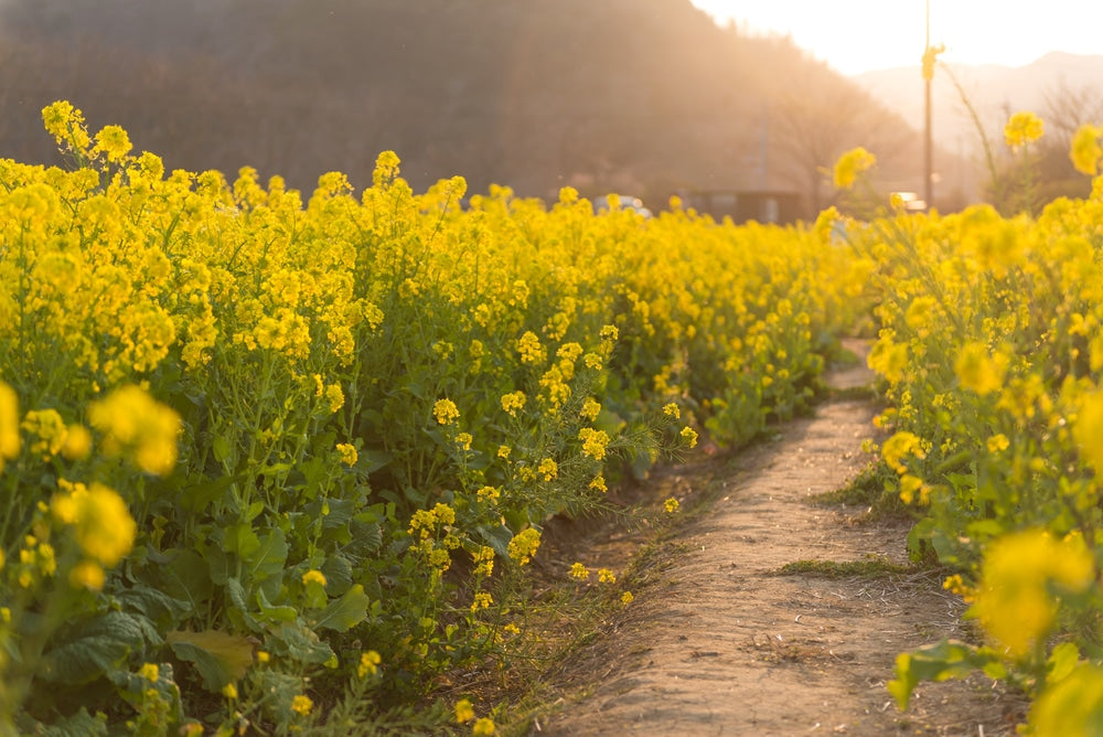 Mustard Oil | Cold Pressed Oil